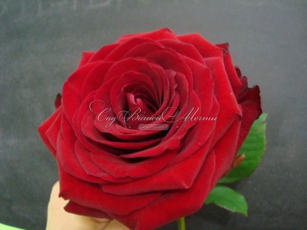 Роза Red Naomi (Рэд Наоми)  — фото 2