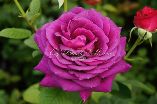 Роза Big Purple (Биг Пёрпл) — фото 2