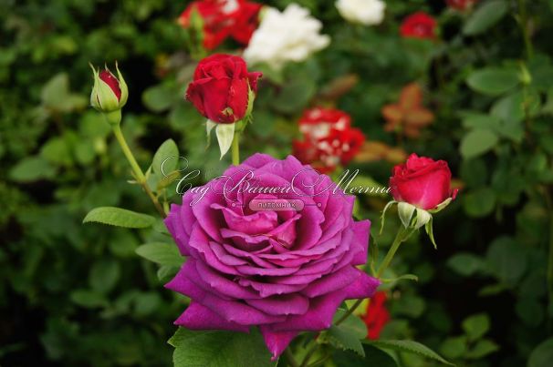 Роза Big Purple (Биг Пёрпл) — фото 3