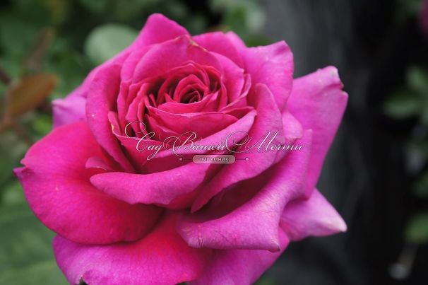 Роза Big Purple (Биг Пёрпл) — фото 5