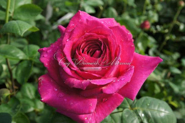 Роза Big Purple (Биг Пёрпл) — фото 6