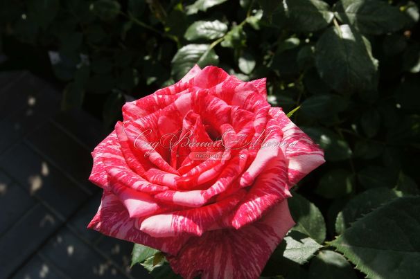 Роза Pink Intuition (Пинк Интуишн)  — фото 4