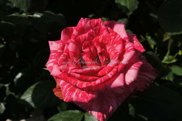 Роза Pink Intuition (Пинк Интуишн)  — фото 5