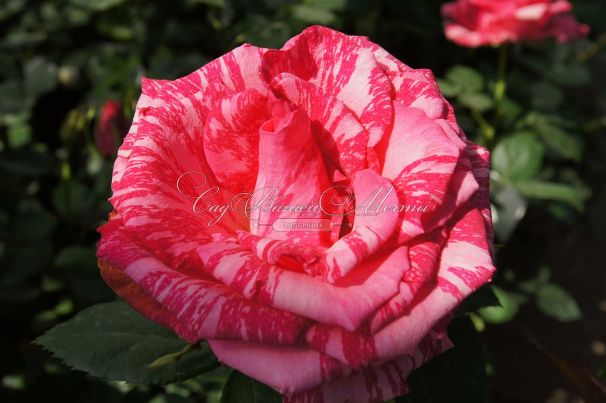 Роза Pink Intuition (Пинк Интуишн)  — фото 6
