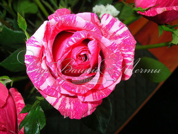 Роза Pink Intuition (Пинк Интуишн)  — фото 10