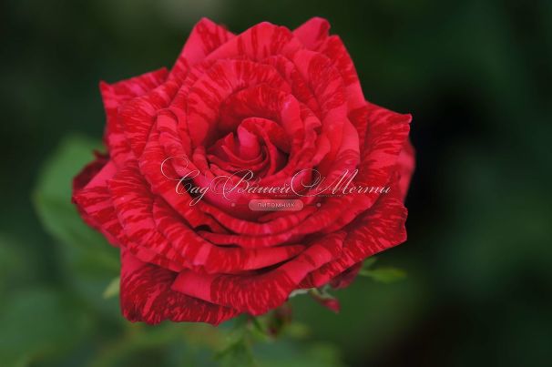 Роза Red Intuition (Рэд Интуишн)  — фото 3