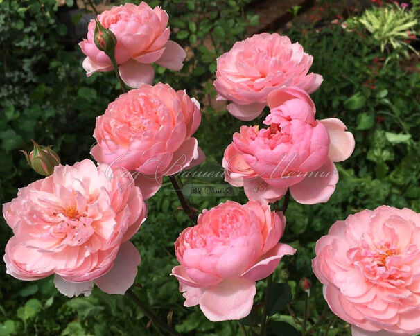 Роза The Alnwick Rose (Алнвик Роуз) — фото 10