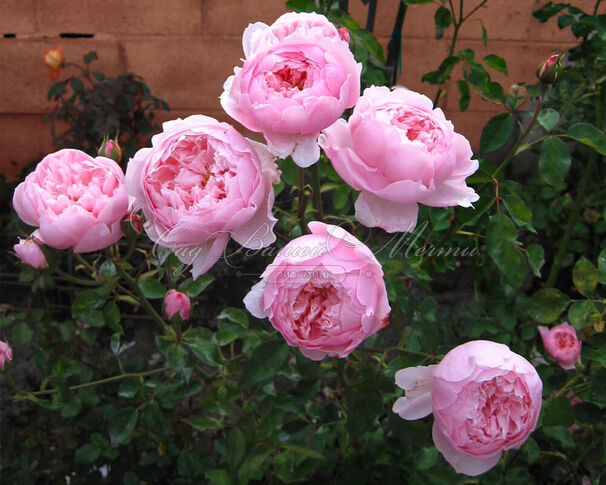 Роза The Alnwick Rose(Алнвик Роуз) — фото 11