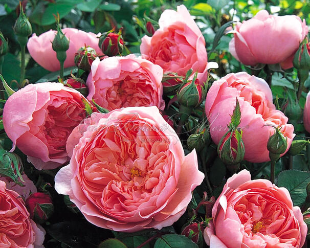 Роза The Alnwick Rose (Алнвик Роуз) — фото 12