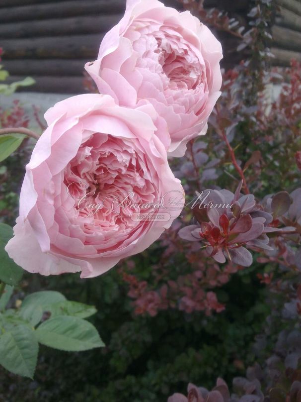 Роза The Alnwick Rose(Алнвик Роуз) — фото 3
