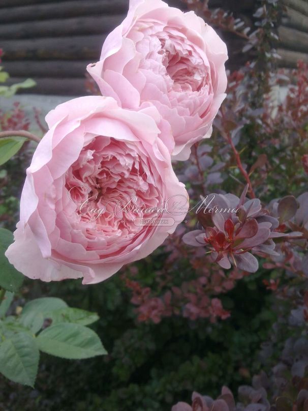 Роза The Alnwick Rose (Алнвик Роуз) — фото 3