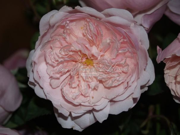 Роза The Alnwick Rose (Алнвик Роуз) — фото 5