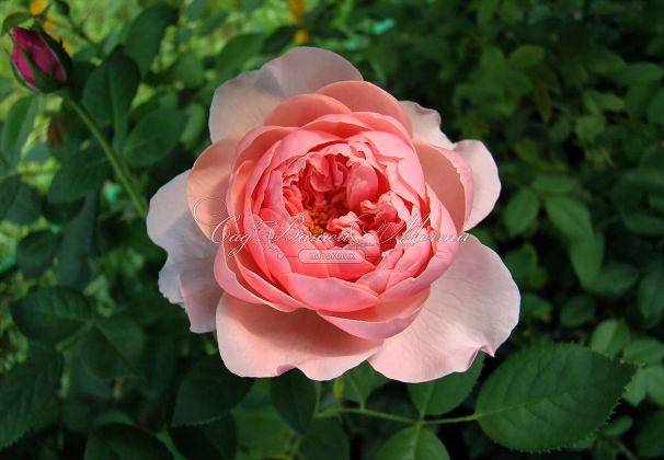 Роза The Alnwick Rose (Алнвик Роуз) — фото 6