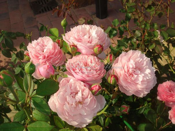Роза The Alnwick Rose (Алнвик Роуз) — фото 7