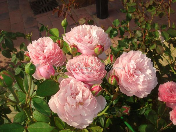 Роза The Alnwick Rose (Алнвик Роуз) — фото 7