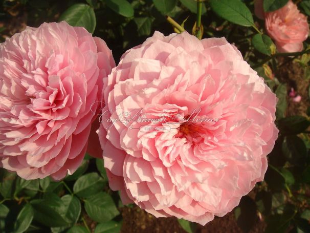 Роза The Alnwick Rose (Алнвик Роуз) — фото 8
