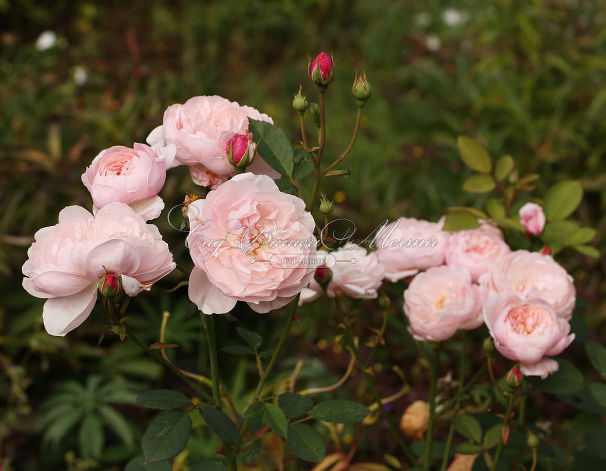 Роза The Alnwick Rose (Алнвик Роуз) — фото 9