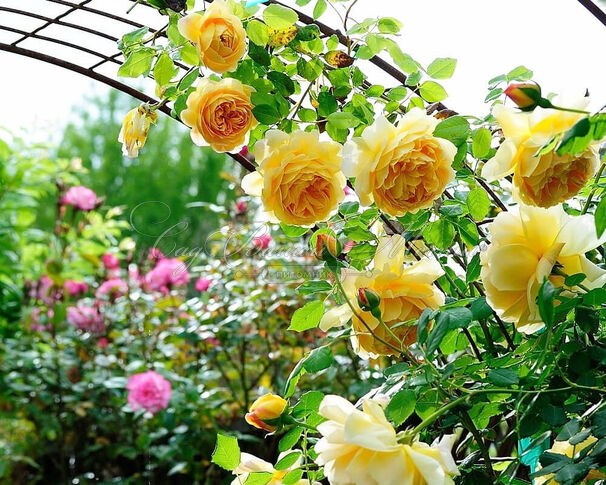Роза Golden Celebration (Голден Селебрейшн) — фото 14