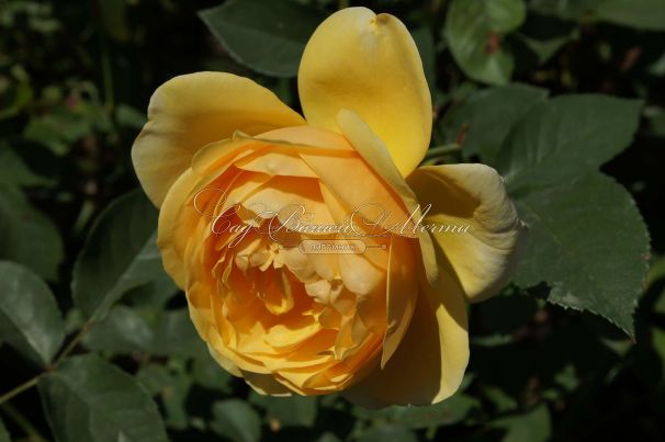 Роза Golden Celebration (Голден Селебрейшн) — фото 4