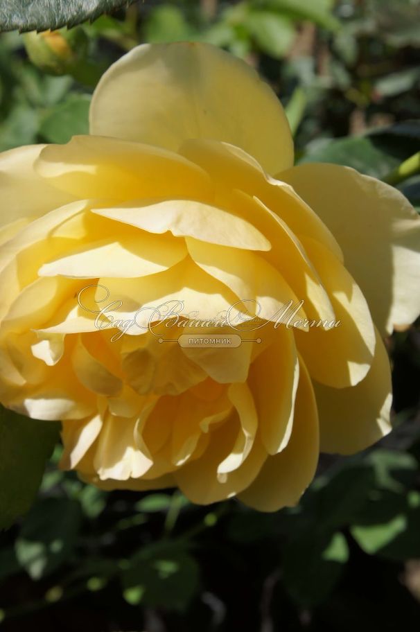 Роза Golden Celebration (Голден Селебрейшн) — фото 6