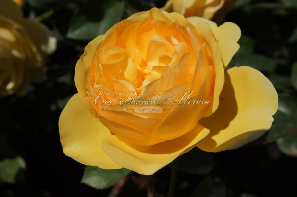 Роза Golden Celebration (Голден Селебрейшн) — фото 7