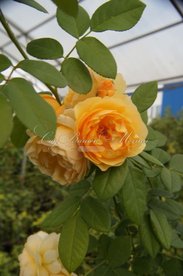 Роза Golden Celebration (Голден Селебрейшн) — фото 8