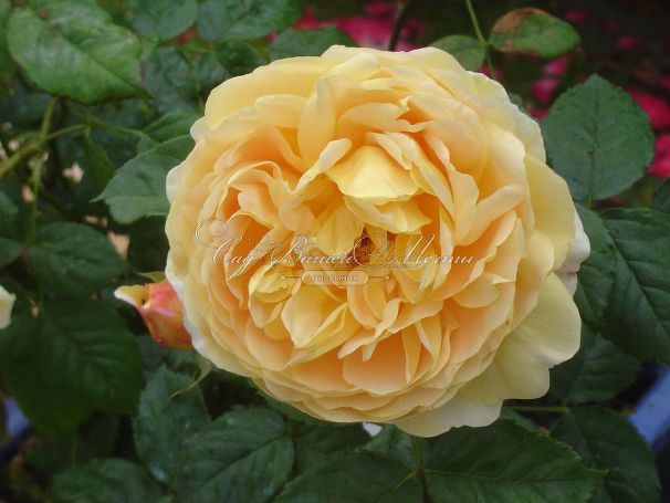 Роза Golden Celebration (Голден Селебрейшн) — фото 9