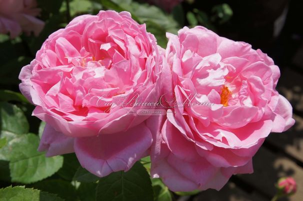 Роза Mary rose (Мери роуз) — фото 2