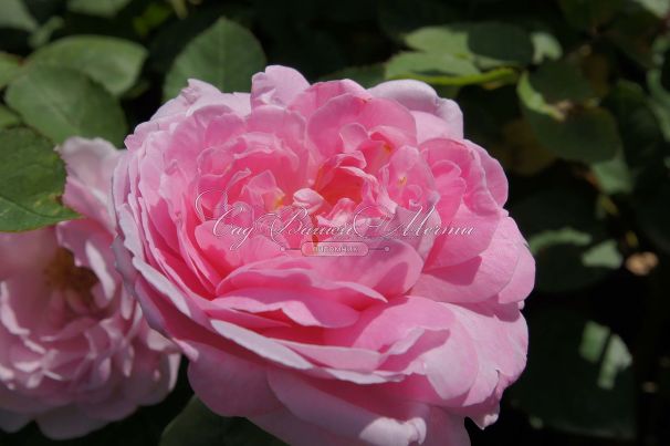 Роза Mary rose (Мери роуз) — фото 4