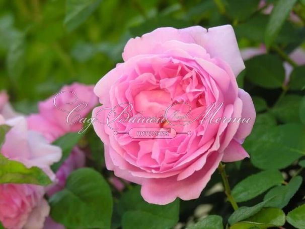 Роза Mary rose (Мери роуз) — фото 6