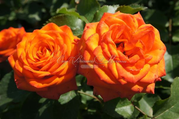 Роза Orange Symphonie (Оранж Симфони) — фото 2