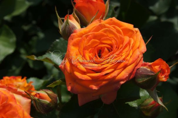 Роза Orange Symphonie (Оранж Симфони) — фото 3