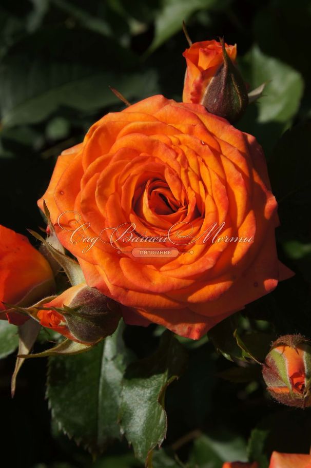 Роза Orange Symphonie (Оранж Симфони) — фото 4