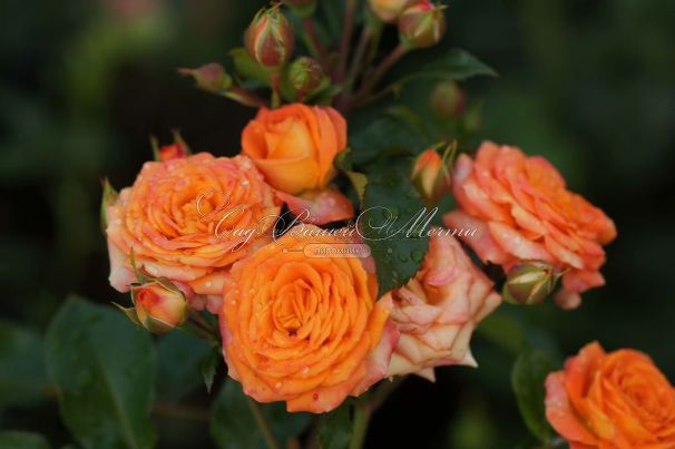 Роза Orange Symphonie (Оранж Симфони) — фото 6