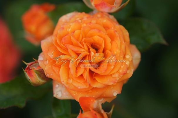 Роза Orange Symphonie (Оранж Симфони) — фото 7