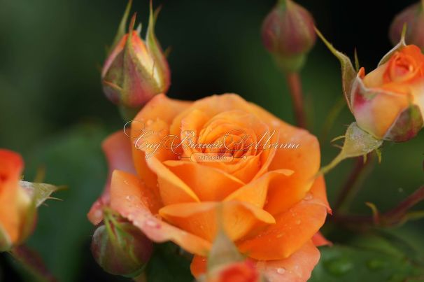 Роза Orange Symphonie (Оранж Симфони) — фото 9