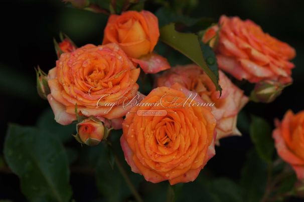 Роза Orange Symphonie (Оранж Симфони) — фото 10