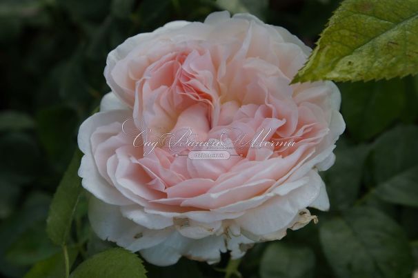 Роза William Morris (Уильям Моррис) — фото 2