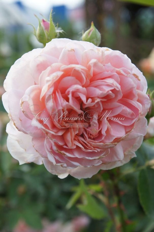 Роза William Morris (Уильям Моррис) — фото 3