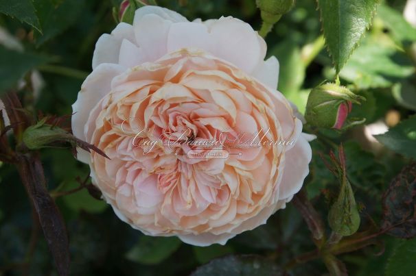 Роза William Morris (Уильям Моррис) — фото 6