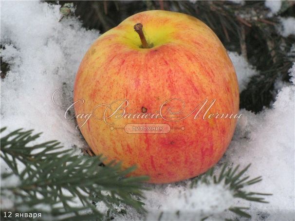 Яблоня "Зимний шафран" — фото 3