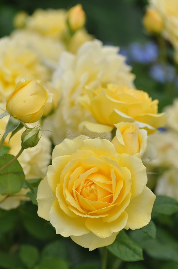 Роза Yellow Ethernity (Еллоу Этернети) — фото 2