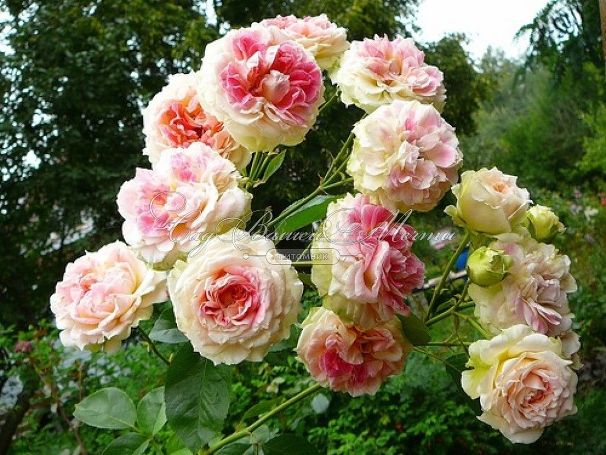 Роза Caesar (Цезарь)  — фото 2