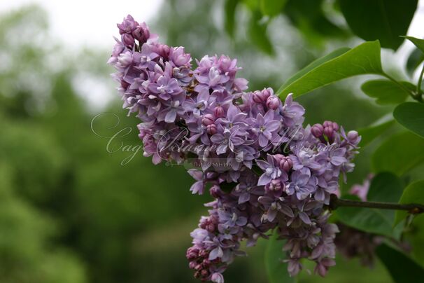 Сирень "Абель Карьерр" / Syringa vulgaris "Abel Carriere" — фото 2