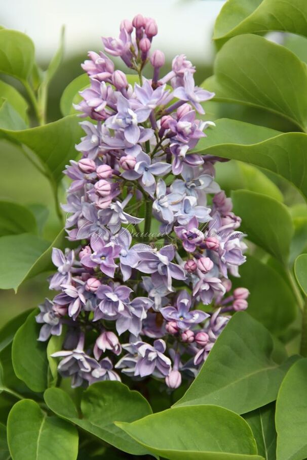 Сирень "Абель Карьерр" / Syringa vulgaris "Abel Carriere" — фото 3