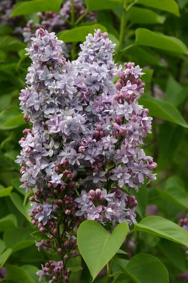 Сирень "Абель Карьерр" / Syringa vulgaris "Abel Carriere" — фото 4