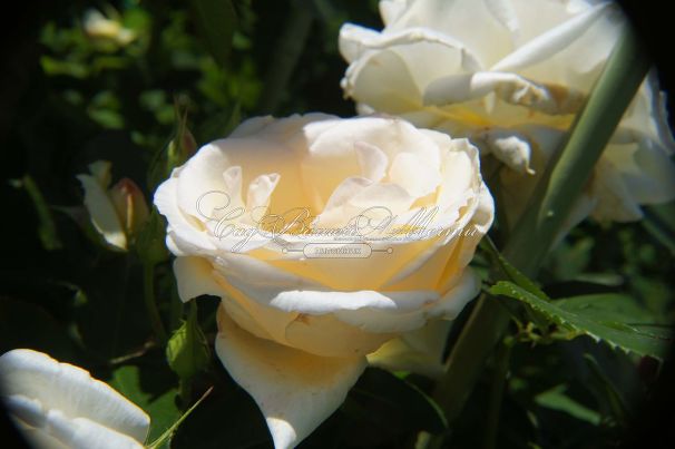 Роза Schneewalzer (Шнеевальцер) — фото 11