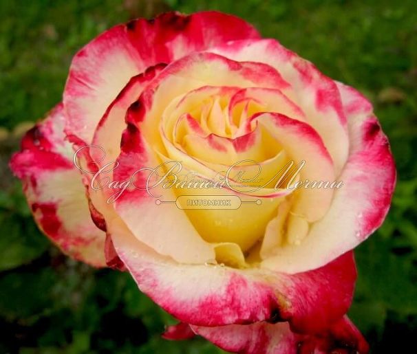 Роза Double Delight (Дабл Дилайт) — фото 3