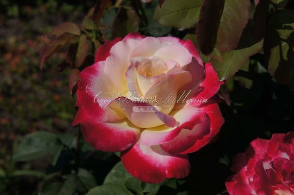 Роза Double Delight (Дабл Дилайт) — фото 7