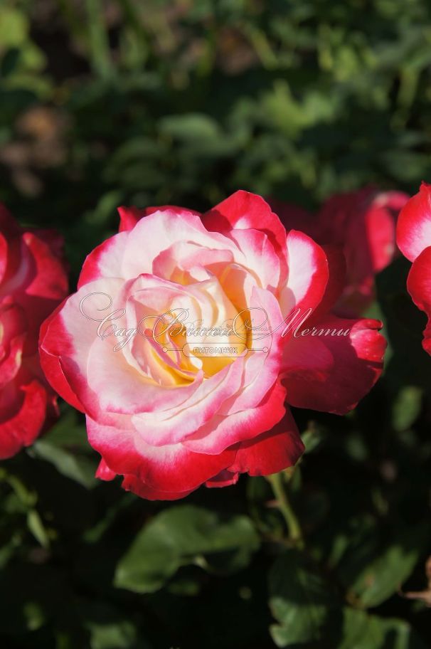 Роза Double Delight (Дабл Дилайт) — фото 8